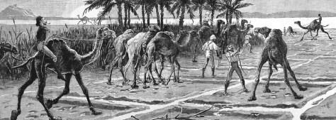 Camel Corps 31