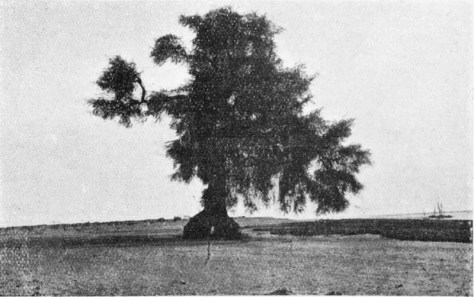 Der Gordon Tree in der Nähe von Khartoum