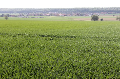 Lutter am Barenberge 49